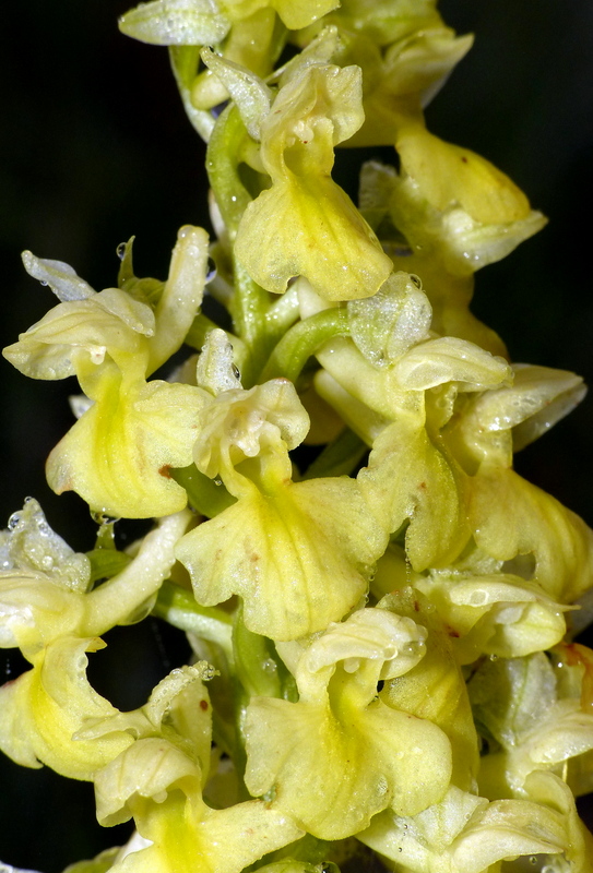 Il lago di Campotosto, orchidee, maltempo eschiarite! maggio/giugno 2023.